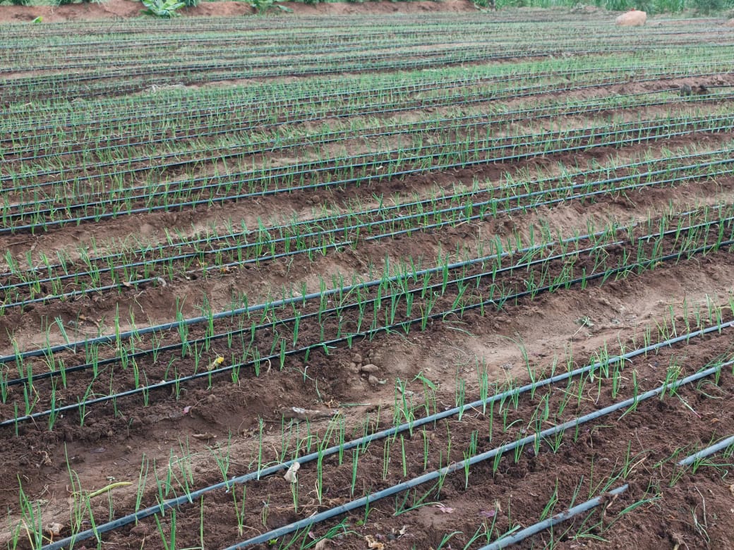 drip Irrigation Systems