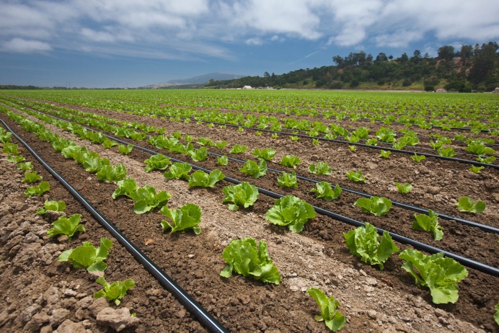 Irrigation Systems Services
